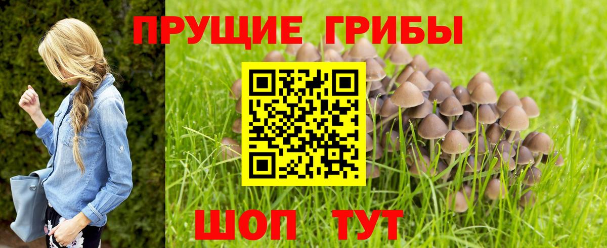 Новотроицк  Псилоцибиновые грибы Psilocybine cubensis  Вход с VPN  купить наркотики цена  Псилоцибиновые грибы мицелий 